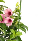 Podpora pierścieniowa do kwiatów i roślin - 75cm - podpórka kwiatów